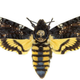 Imagen: Cicada. BBC